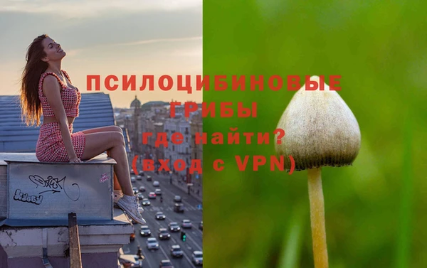 прущие грибы Ростов
